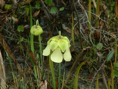 Sarracenia alata