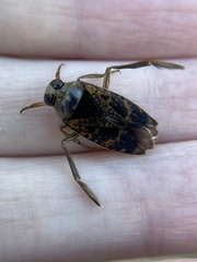 Notonecta irrorata