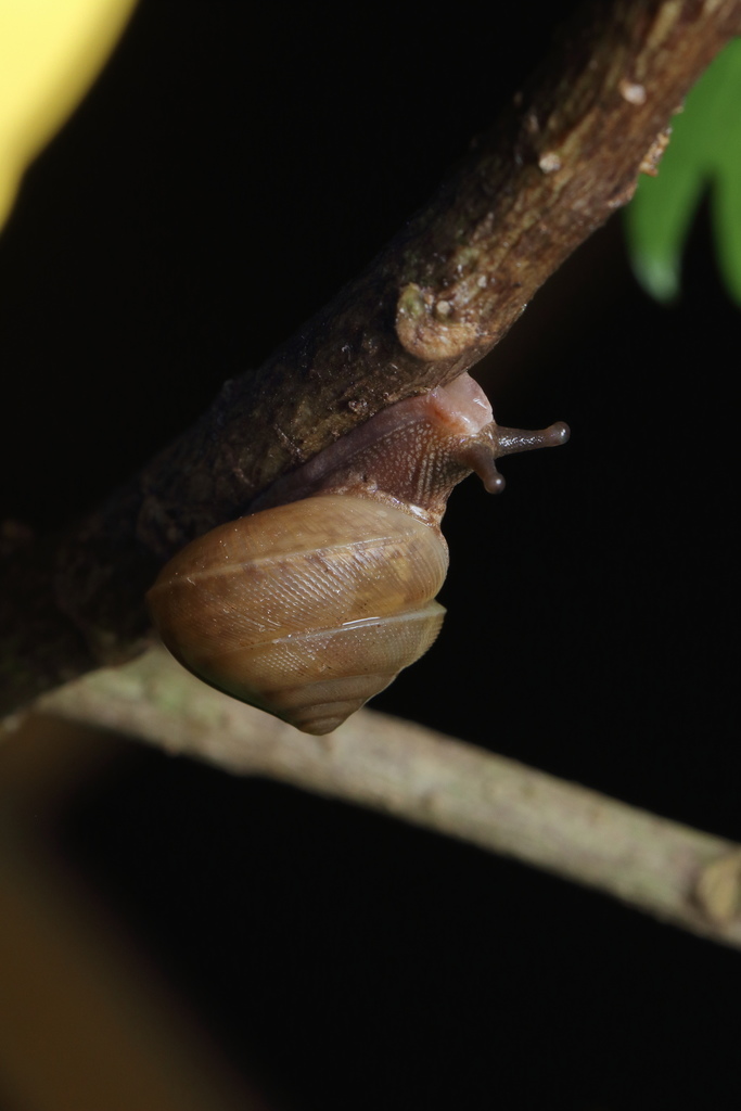 Euplecta indica