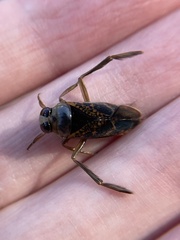 Notonecta irrorata