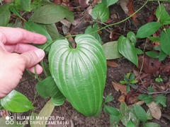 Stemona curtisii