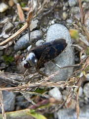 Notonecta irrorata