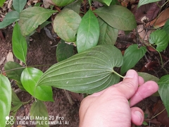 Stemona curtisii