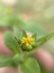 Melampodium longifolium
