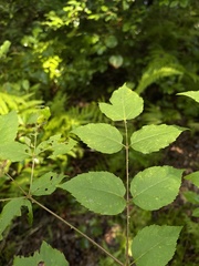 Aralia spinosa