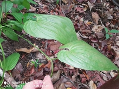 Stemona curtisii