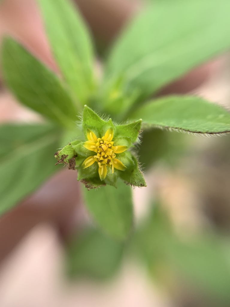 Melampodium longifolium