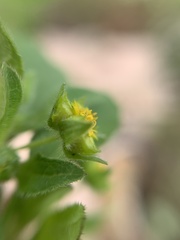Melampodium longifolium