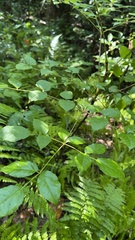 Aralia spinosa