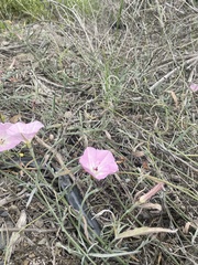 Convolvulus chilensis