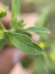 Melampodium longifolium