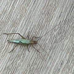 Oecanthus pini