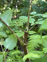 Aralia spinosa