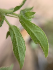 Melampodium longifolium