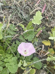 Convolvulus chilensis