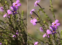 Jamesbrittenia foliolosa