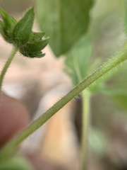 Melampodium longifolium