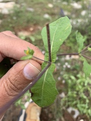 Melampodium longifolium