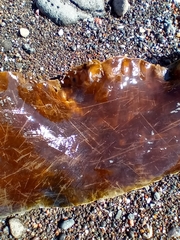 Saccharina latissima