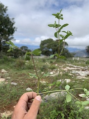 Melampodium longifolium
