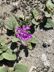 Abronia villosa villosa