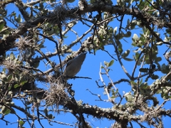 Baeolophus atricristatus