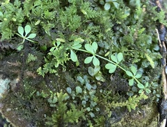 Galium palustre