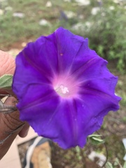 Ipomoea pubescens