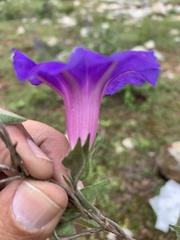 Ipomoea pubescens