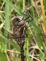 Adversaeschna brevistyla