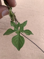 Ipomoea pubescens