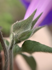 Ipomoea pubescens