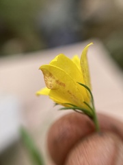 Menodora