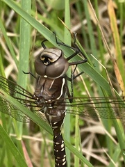 Adversaeschna brevistyla