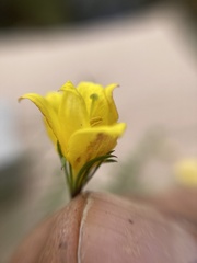 Menodora