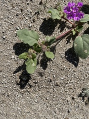 Abronia villosa villosa
