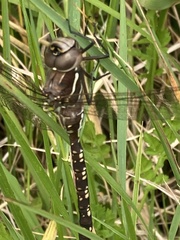 Adversaeschna brevistyla