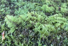 Thuidium delicatulum