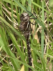 Adversaeschna brevistyla