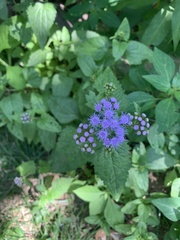 Conoclinium coelestinum