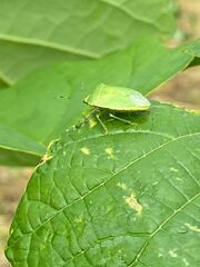 Nezara viridula