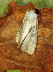 Lateroligia ophiogramma