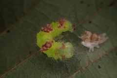 Acronicta hamamelis