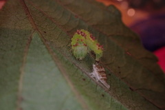 Acronicta hamamelis