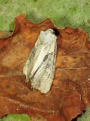 Lateroligia ophiogramma