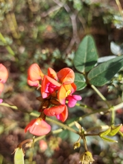 Kennedia coccinea