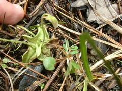 Pinguicula pumila