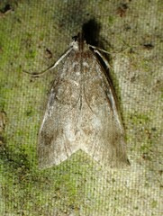 Pococera asperatella