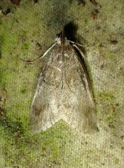 Pococera asperatella