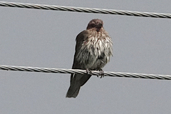 Sphecotheres vieilloti